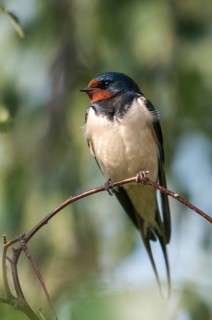 Hirundo rustica, house martin, barn swallow, birds, high size, portrait format, passeri, swallows,