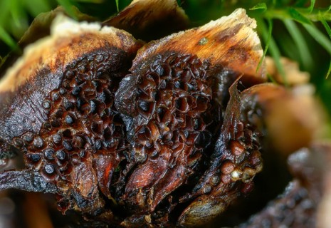 Aecidium strobilinum, cherry spruce rust, spruce cone grape cherry rust, spruce cone rust,
