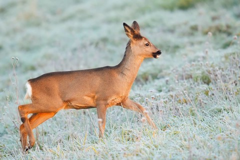 European roe deer (Capreolus capreolus), a doe in a meadow covered in hoarfrost, North