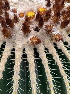 Melon cactus or Turkish cap cactus (Melocactus) with Cephalium, detail, close-up, Botanical Garden,