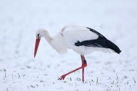 White Stork (Ciconia ciconia) foraging in snow, North Rhine-Westphalia, Germany