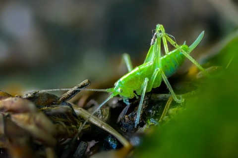 Drumming katydid, oak scare, common oak scare, meconema thalassinum, oak bush cricket,