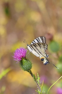 Podalirius butterfly (Iphiclides podalirius), on a flower of a field thistle (Cirsium arvense), in