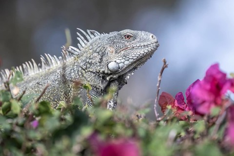 Green iguana (Iguana iguana), Curacao