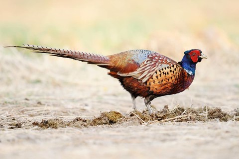 Pheasant or common pheasant (Phasianus colchicus), cock, North Rhine-Westphalia, Germany