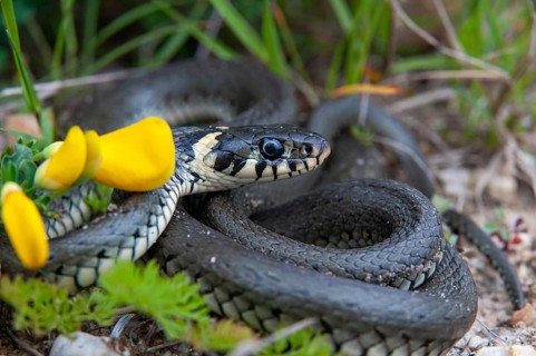 2010, Brandenburg, Germany, grass snake, Nabu, national natural heritage, Natrix Natrix, natural