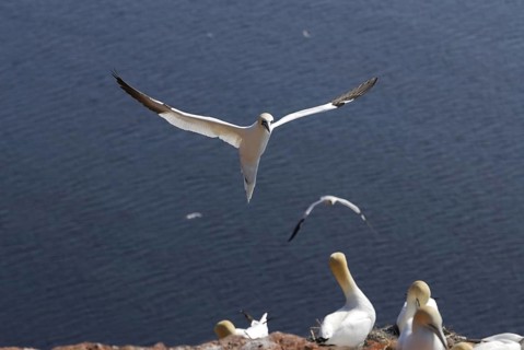 Gannet, Sula Bassana, Nortern Gannet, seabird on the rock of Heligoland, Heligoland, Germany