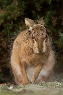 European brown hare (Lepus europaeus) adult animal in grassland, England, United Kingdom