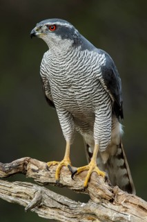 Northern Goshawk (Accipiter gentilis), adult male, Castile and Leon, Spain