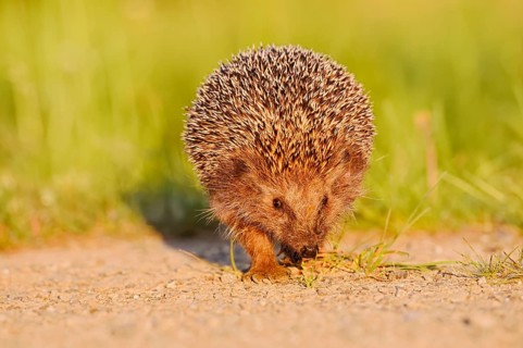 Brown-breasted hedgehog or Western European hedgehog (Erinaceus europaeus), North Rhine-Westphalia,