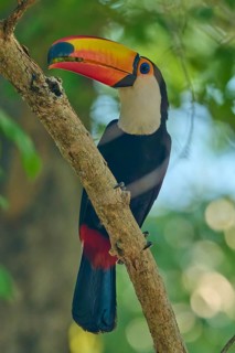 A toucan perched on a branch against a blurred green background, Toco toucan (Ramphastos toco),
