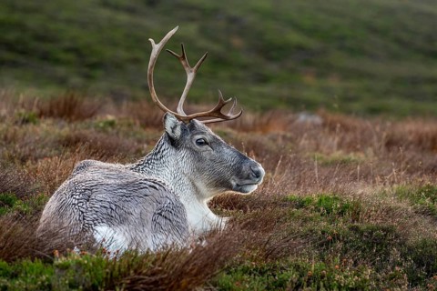 Reindeer (Rangifer tarandus) in the Cairngorm Mountains in the Scottish Highlands, Aviemore,