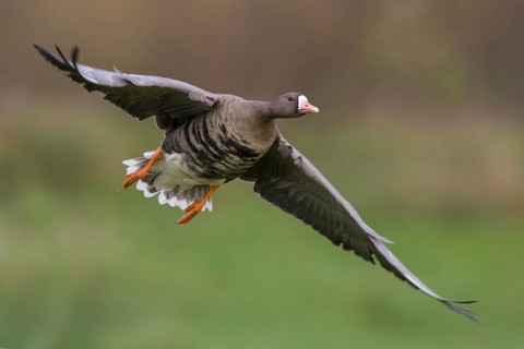 Greater White-fronted Goose (Anser albifrons) flying, North Rhine-Westphalia, Germany