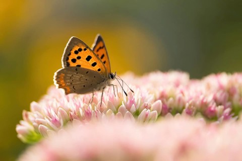 A small copper (Lycaena phlaeas) spreads its wings over delicate pink flowers in the soft morning