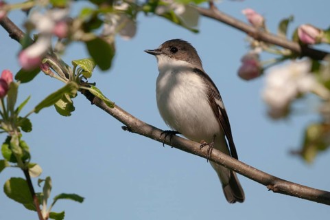 Ficedula hypoleuca, pied flycatcher, mourning snapper, mourning catcher, birds, passeri, songbirds,