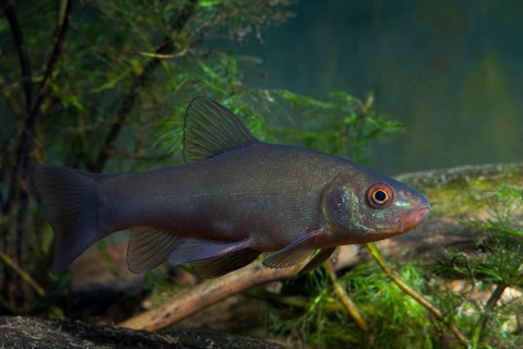 Schleie, Tench, Tinca Tinca, Doctor Fish, Fishes, Pisces