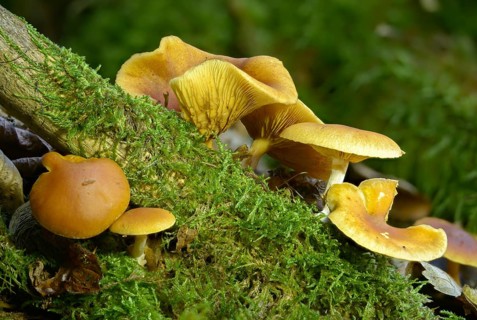 Common rustgill, fibrous ringed flammling, flammula hybrida, spotted leaf, flammling, spotted