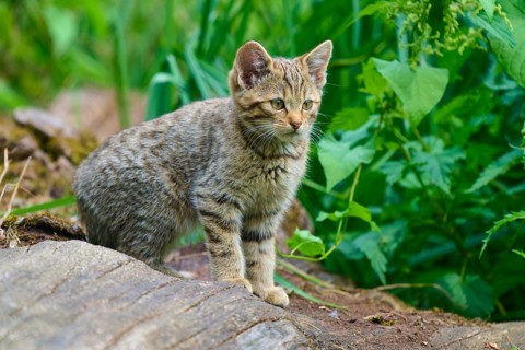A small striped kitten sits intently on a tree stump in the forest, surrounded by green foliage, a