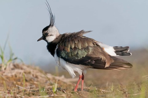 Lapwing, vanellus vanellus, birds, charadriiformes, limikolen, plovers, birds, waders, waders