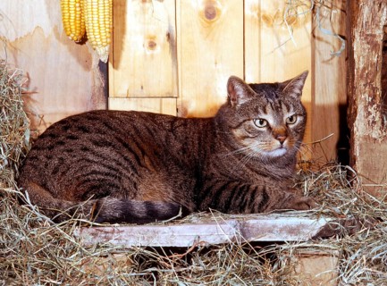 A brown domestic cat is lying in the hay, relaxing, side view (Felis catus), Corfu, Greece