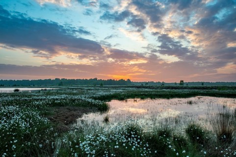 Evening on Goldenstedeter Moor moor with fruity cotton grass, Oldenburger MünsterLand, Goldenstedt,