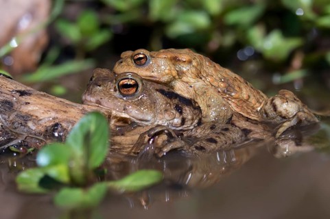 Bufo bufo, common toad, toad, amphibians, amphibians, early spawning season, amphibians, mating