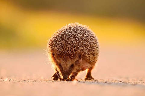 Brown-breasted hedgehog or Western European hedgehog (Erinaceus europaeus), North Rhine-Westphalia,