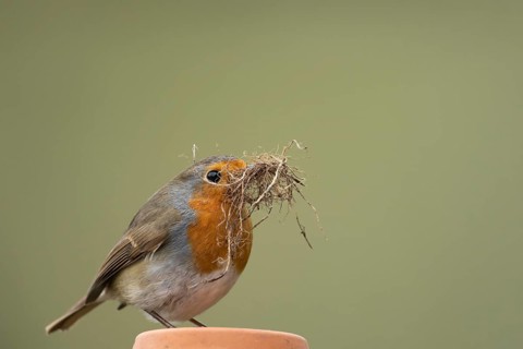 European robin (Erithacus rubecula) adult garden bird with nest material in its beak on a plant pot