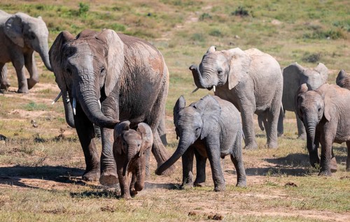 Cute little elephant, young animal, herd of African elephants (Loxodonta africana), Addo Elephant