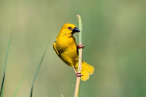 Golden Weaver (Ploceus subaureus), adult, perched, male, alert, iSimangaliso Wetland Park,