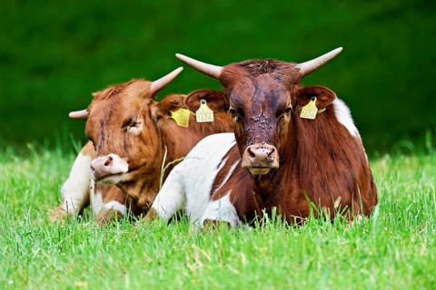 Two Texas Longhorn cattle sitting in a meadow, Meienberg, Aargau Canton, Switzerland