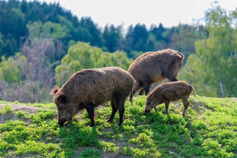 A group of wild boar (Sus scrofa) searches for food on a mound in a green clearing on a sunny