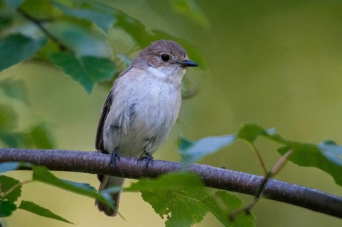 Collared flycatcher, ficedula albicollis, collared snapper, birds, passeri, songbirds, birds