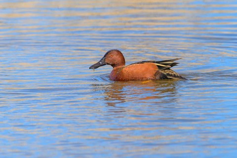 Cinnamon teal, (Spatula cyanoptera), George C. Reifel Migratory Bird Sanctuary, Delta, British