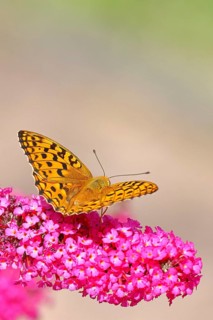 Emperor Moth (Argynnis paphia) on a flower panicle of summer lilac or butterfly bush (Buddleja