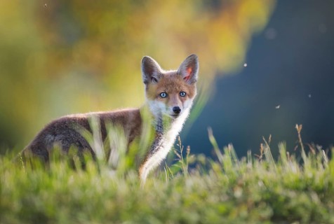 Red fox (Vulpes vulpes), young, Zurich, Switzerland