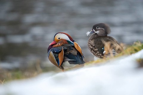 Aix galericulata, mandarin, mandarin duck, anatidae, bath, birds, ducks, ducks, ducks, ducks, male,
