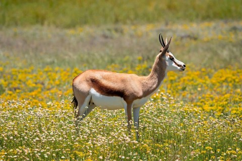Springbok (Antidorcas marsupialis) in a flower meadow, Mountain Zebra National Park, South Africa