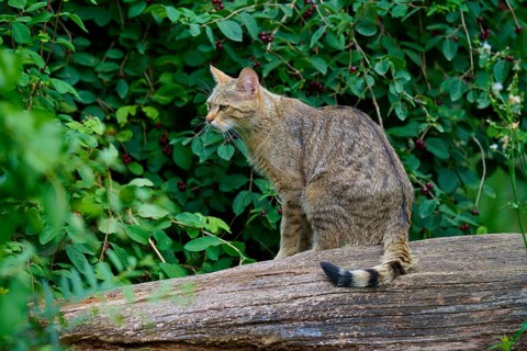 A tabby cat sits on a tree trunk against a backdrop of green foliage, European wildcat (Felis
