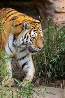 Siberian tiger (Panthera tigris tigris) walking in a forest, captive, incidence in Russia and