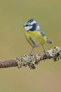 Blue Tit (Parus caeruleus), perched on a branch covered in lichen, Wilnsdorf, North