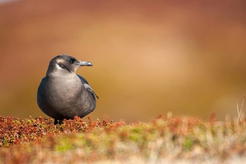 Arctic hunter, arctic skua, arctic tern, Norway, parasitic hunter, parasitic skua, parasite