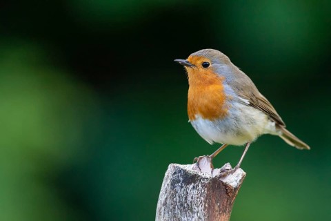Robin (Erithacus rubecula), Vechta, Lower Saxony, Germany