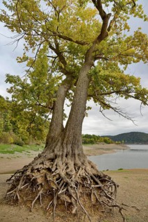 A solitary oak tree (Quercus) with its roots exposed on the shore of Lake Eder at low water,