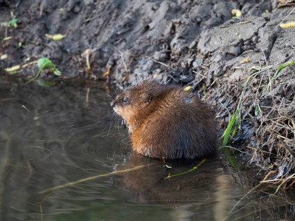 Musk Rat (Ondatra zibethicus), mature animal resting at the edge of the river Erpe, Wolfhager land,