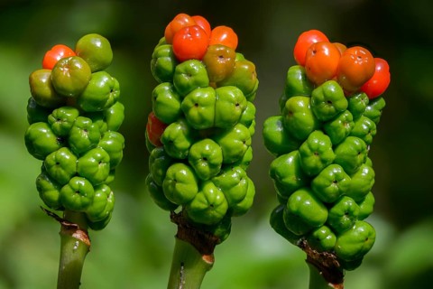 Araceae, Arum Maculatum, Spotted Arum Rod, Adder's Root, Arum Lily, Berries, Flora, Fruit, Plants,