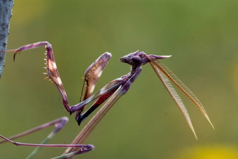 Empusa pennata, crested mantis, Conehead mantis, Extremadura, mantis, insects, Spain