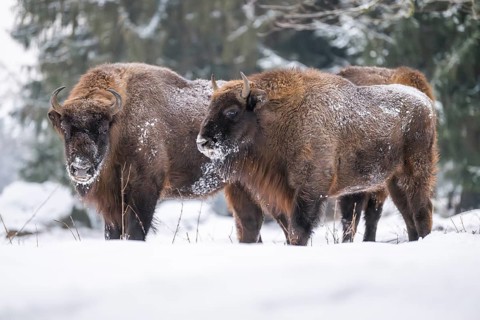 European bison (Bison bonasus) or Wisent standing on a meadow next to the forest in winter, snow,
