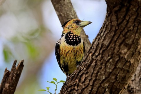Crested Bart's Bird (Trachyphonus vaillantii), Black-backed Bart's Bird, adult, perched, tree,