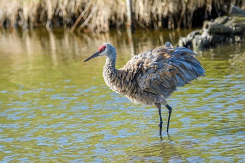 Lesser Sandhill Crane, (Grus canadensis canadensis), also known as Antigone canadiensis